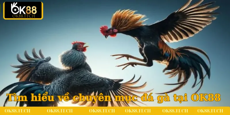 Tìm hiểu sơ lược về chuyên mục đá gà tại OK88