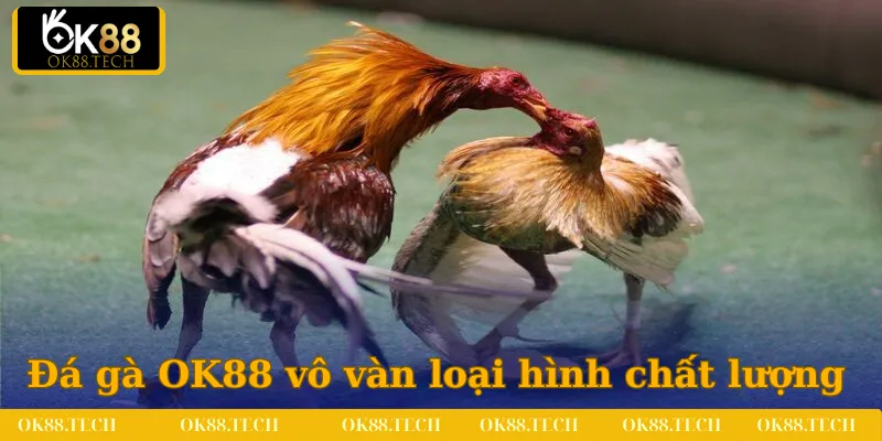 Đá gà OK88 thiết lập vô vàn loại hình chất lượng